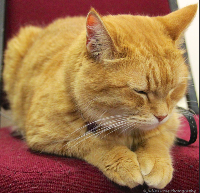 The... Bracknell & Wokingham Districts Cats Protection