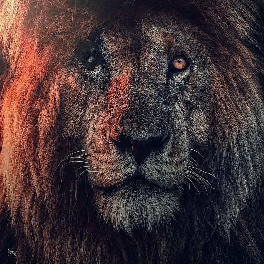 Frans - RIP SCARFACE Oldest lion in the Maasai Mara Reserve, Kenya ...