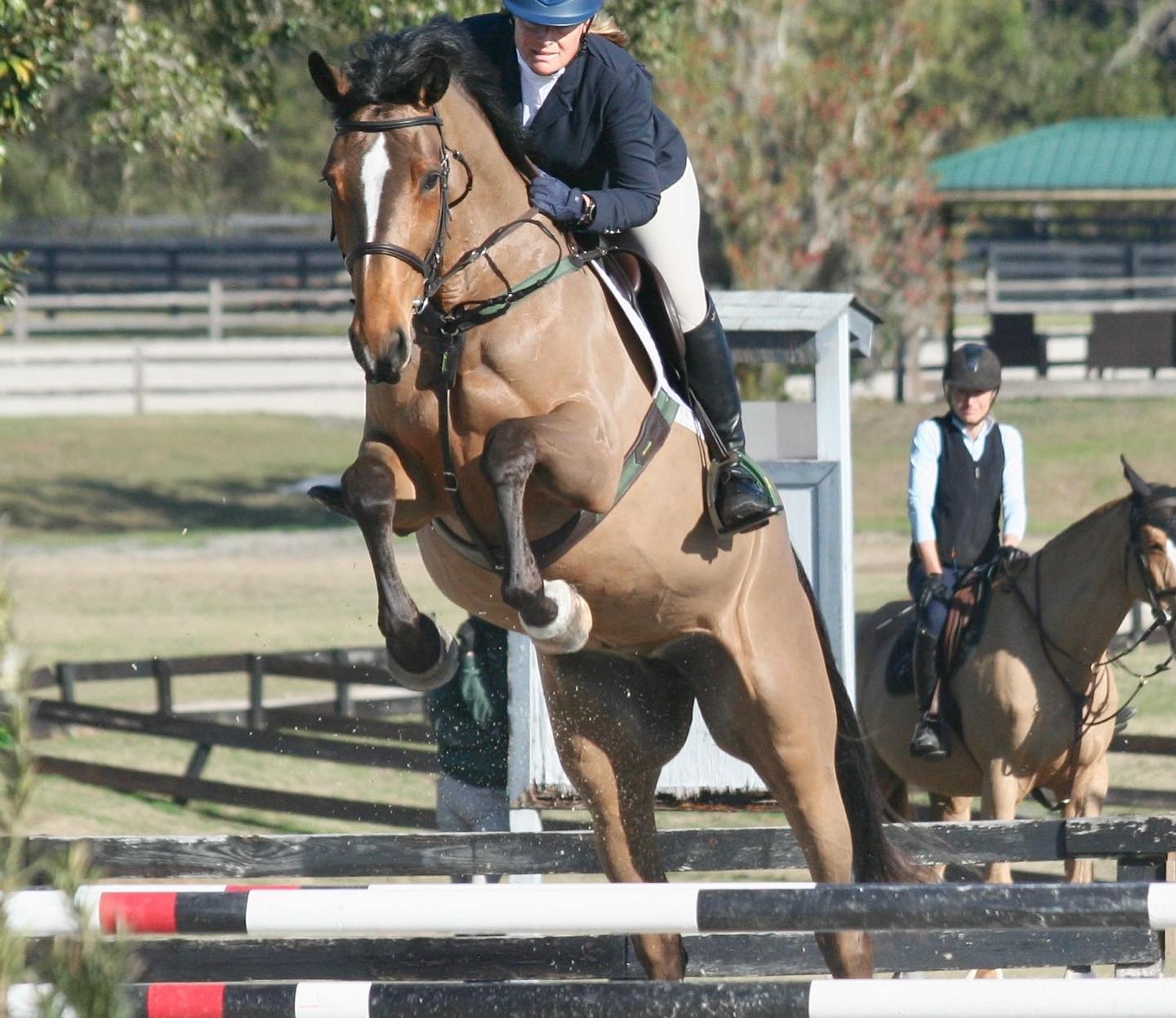 Jeanie Clarke Equestrian