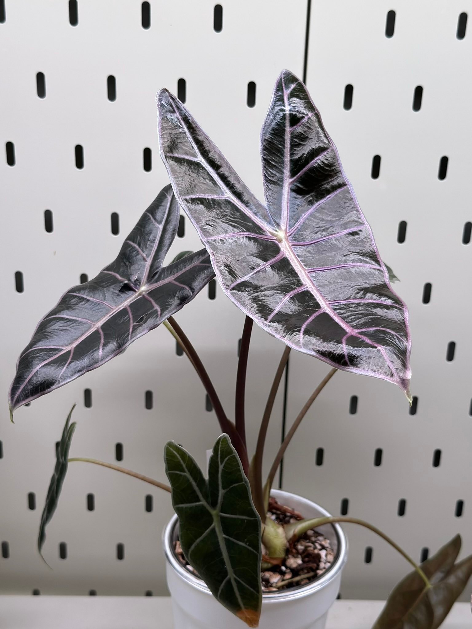 Where to find black Saturn pink bone Alocasia?