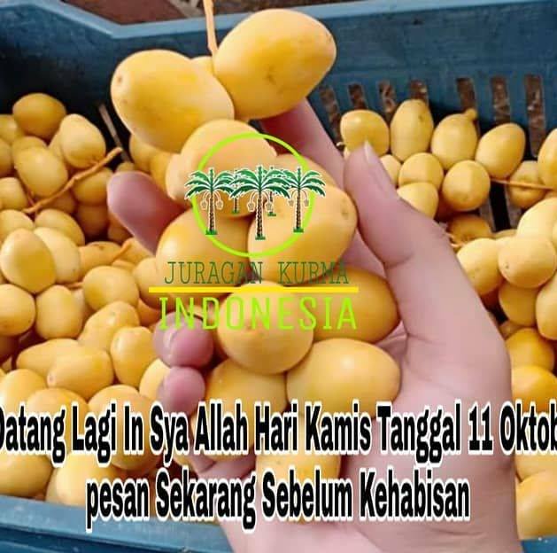 Kurma Muda Dan Buah Zuriat Murah Home Facebook