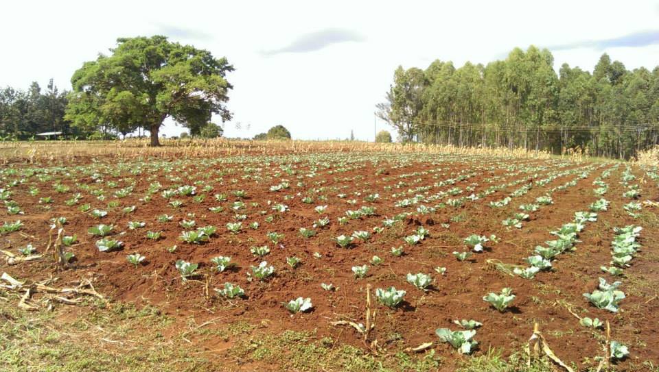 Samar Farm | Maragua