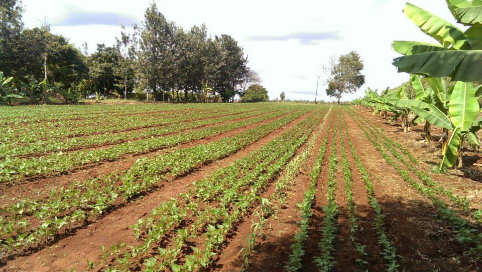 Samar Farm | Maragua