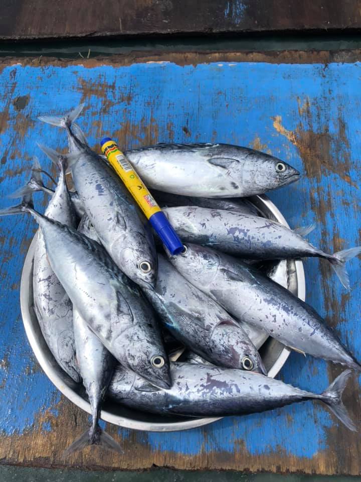 IKAN SEGAR | Inanam
