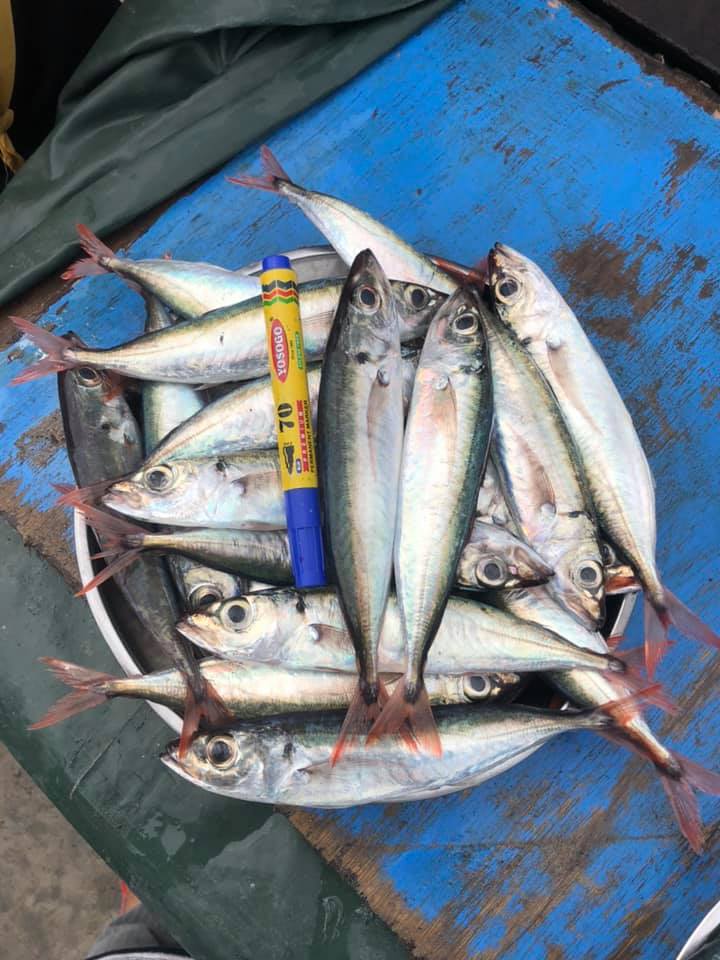 IKAN SEGAR | Inanam