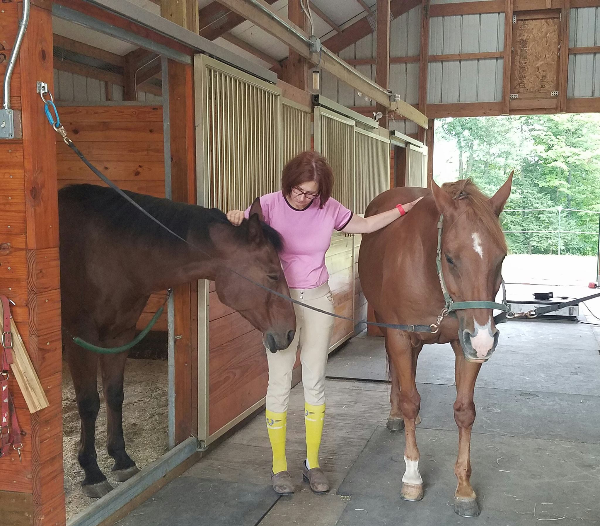 Equine Sports Massage by Lisa Roddy | South Windsor CT