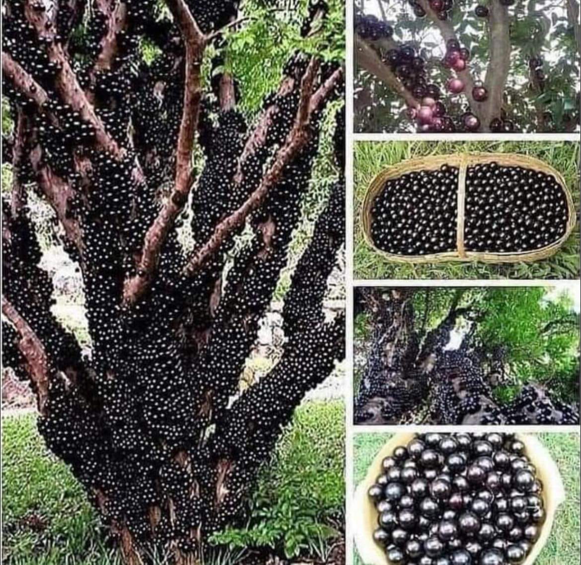 Graines De Jaboticaba - 60 Graines De Fruit Exotique, Pour Jardin, Plein Soleil, Instructions Incluses