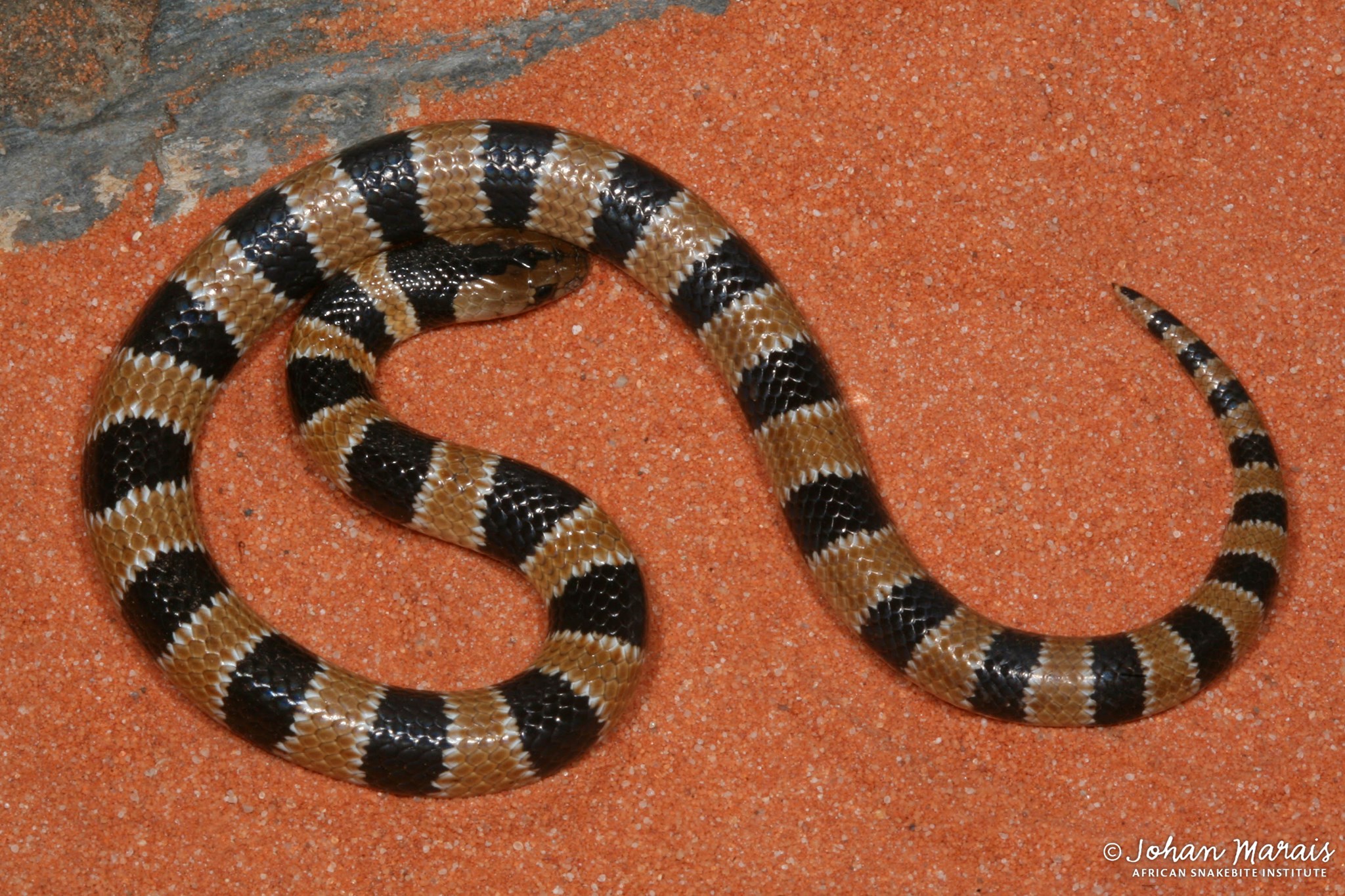 Sundevall's Garter Snake... - African Snakebite Institute