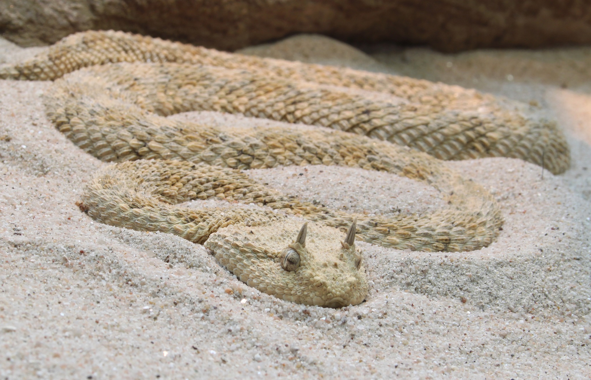 Meet Your World - Meet the distinguishable Sahara Horned Viper ...