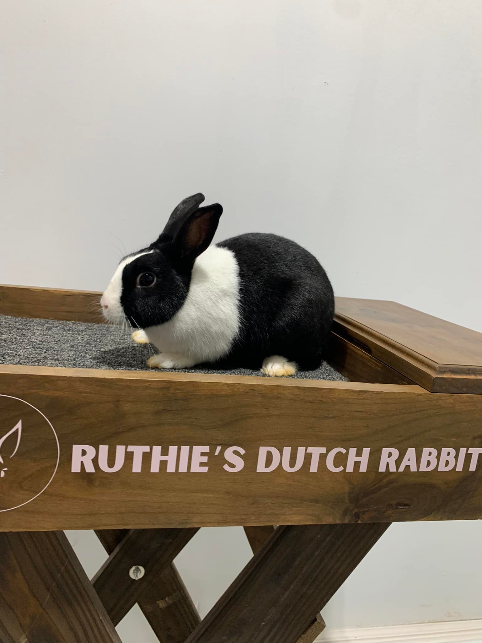 Ruthie’s Dutch Rabbitry