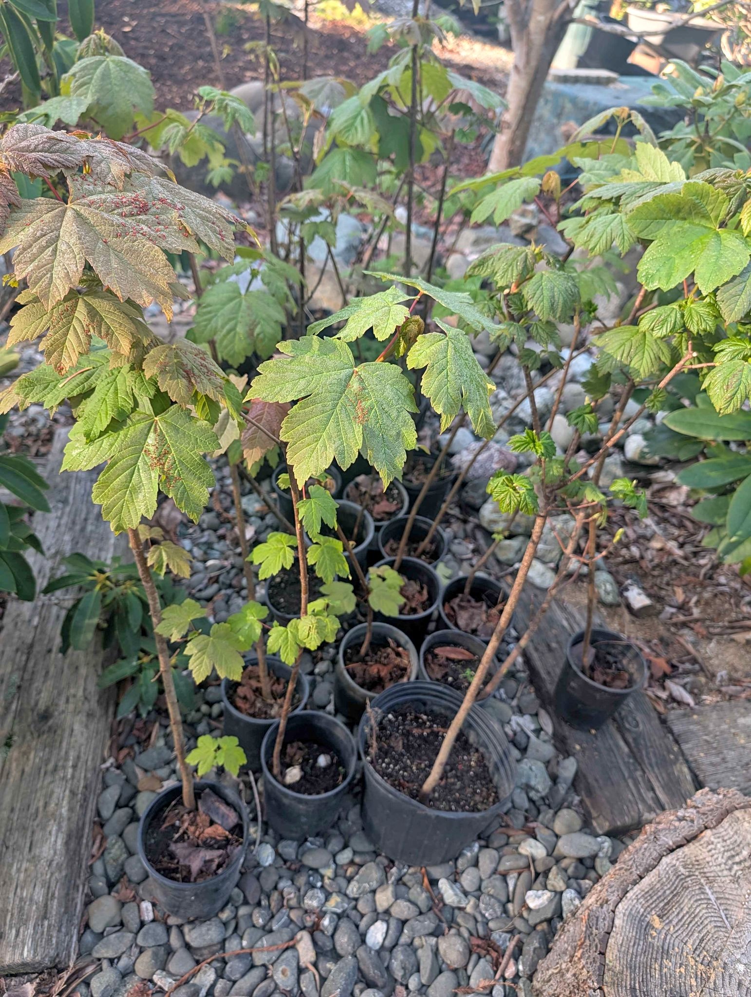 FREE Red Maple Trees, October Glory - Plants & Seedlings - Arcata ...