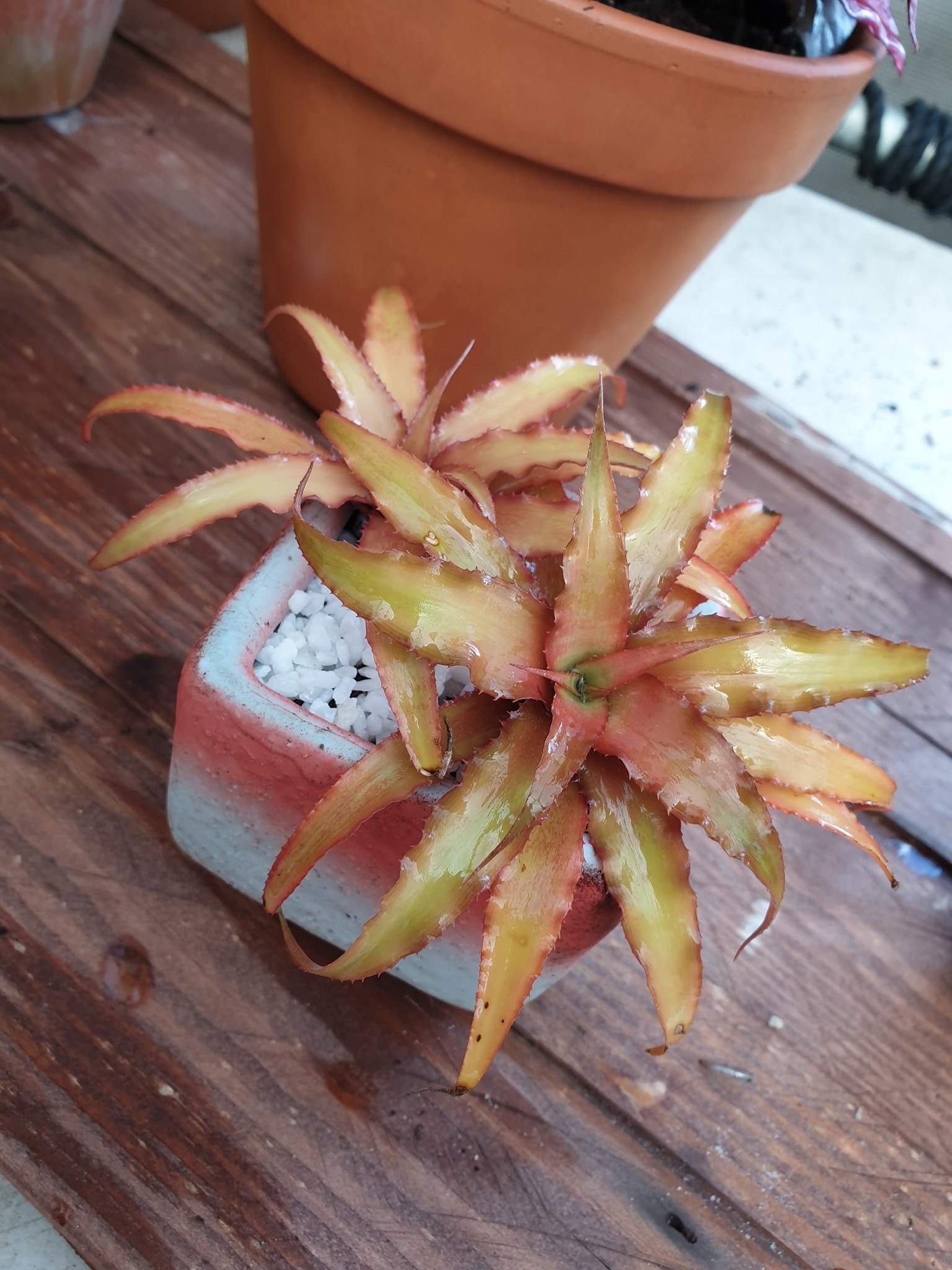 Cryptanthus 'Love Potion # 9' ready to bloom.