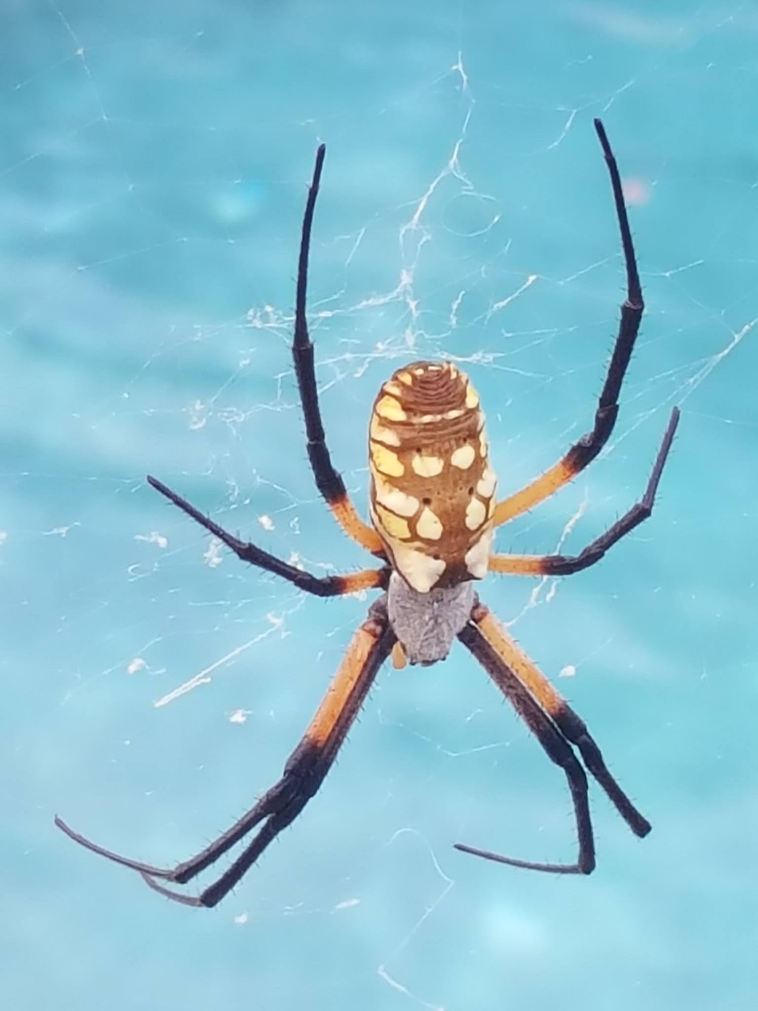 Little is known about the elusive but deadly Giant Trail Spider