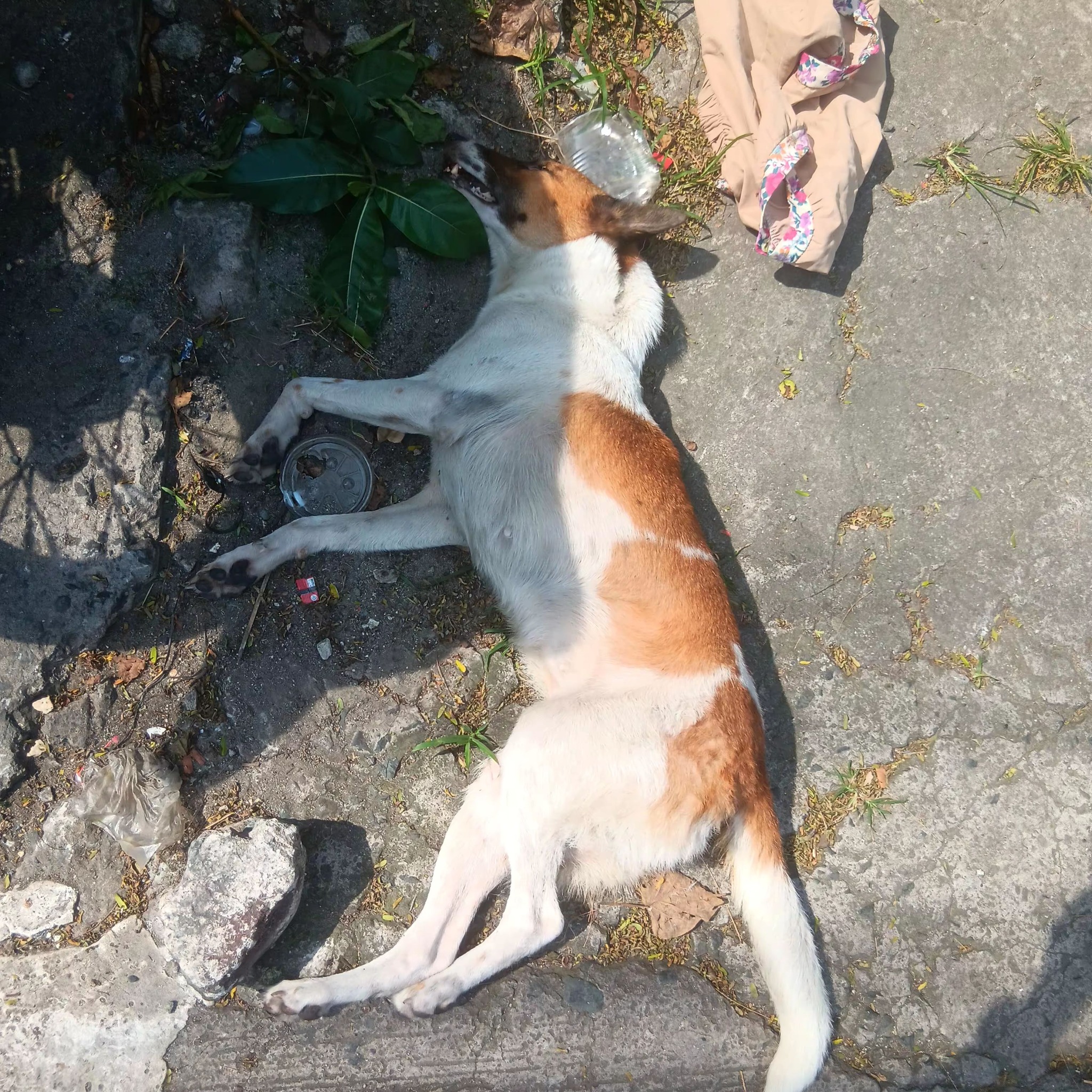 LOST and FOUND DOGS PHILIPPINES | Meron po ba nawawalan ng dog medium ...