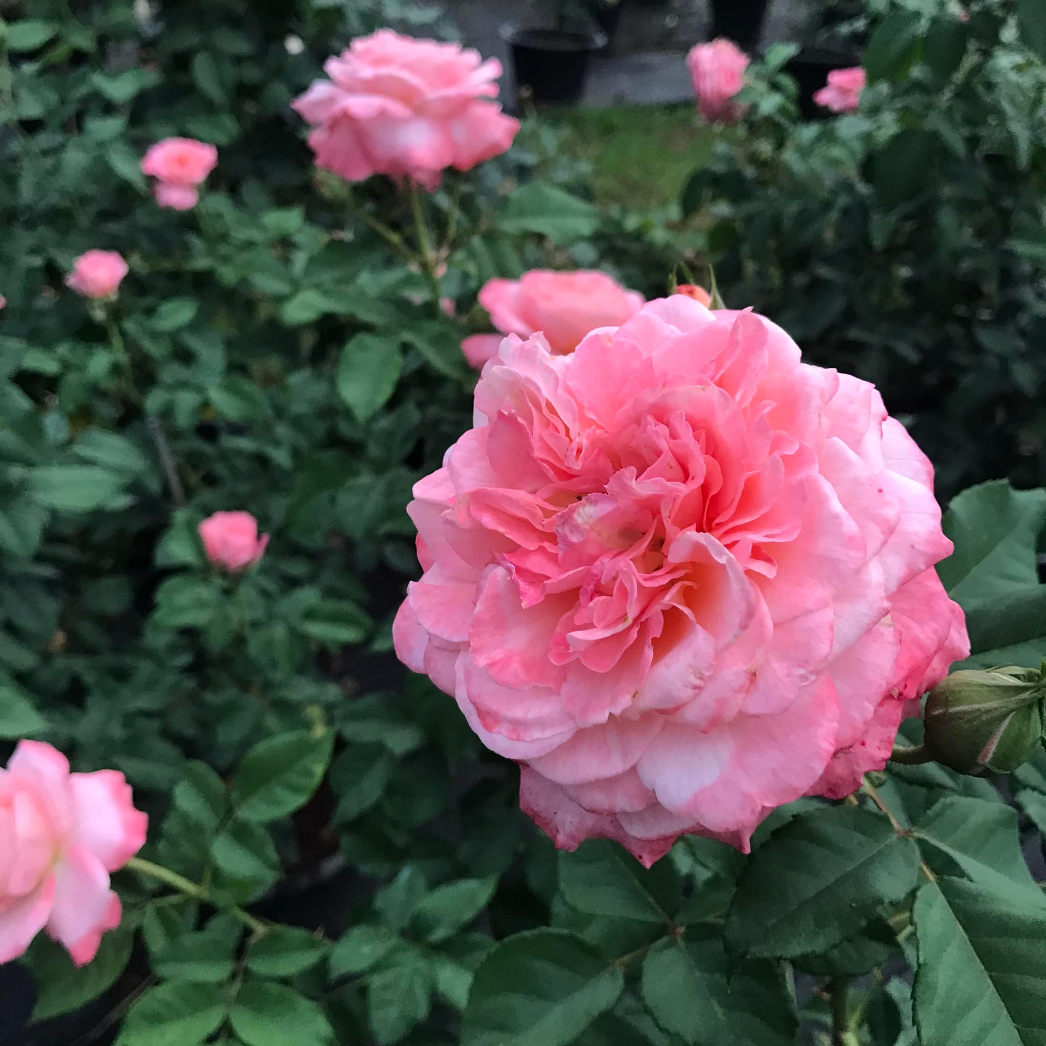 MI CASA - ขายแล้ว No.1 Augusta Louis Tree Rose
