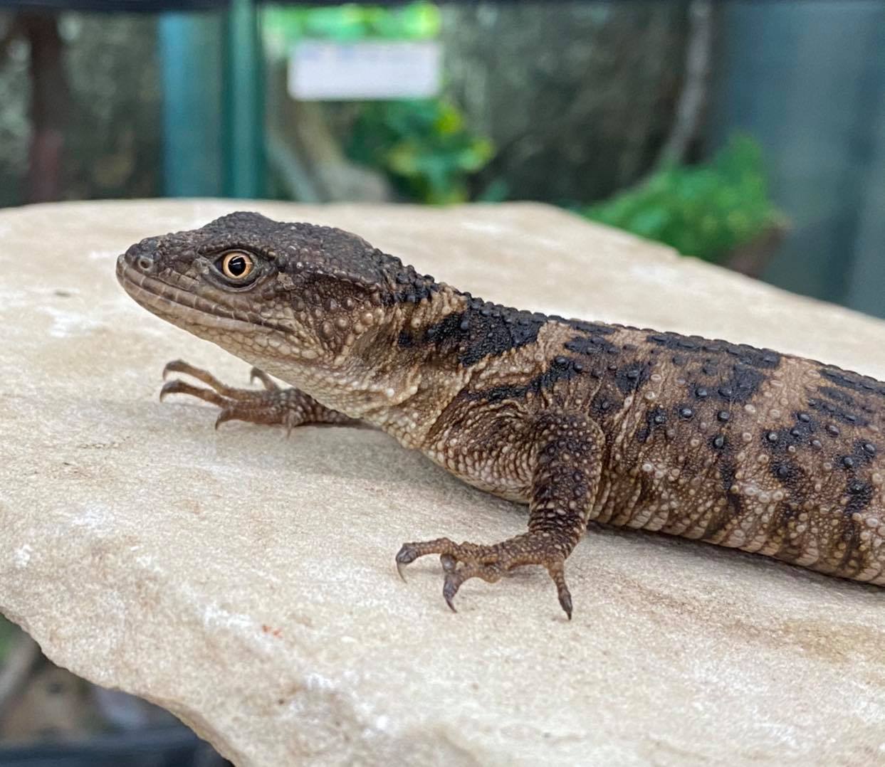 MOC Reptiles - CB17 Xenosaurus grandis. Perfect female.... | Facebook