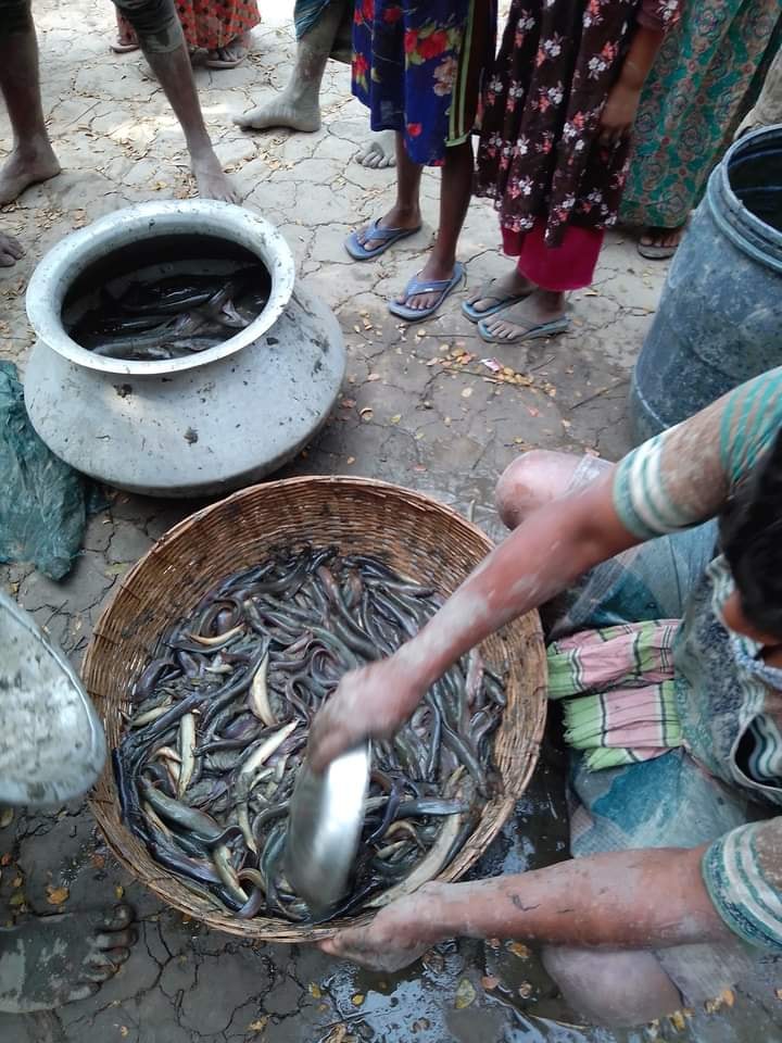 Bokul Ful/বকুল ফুল