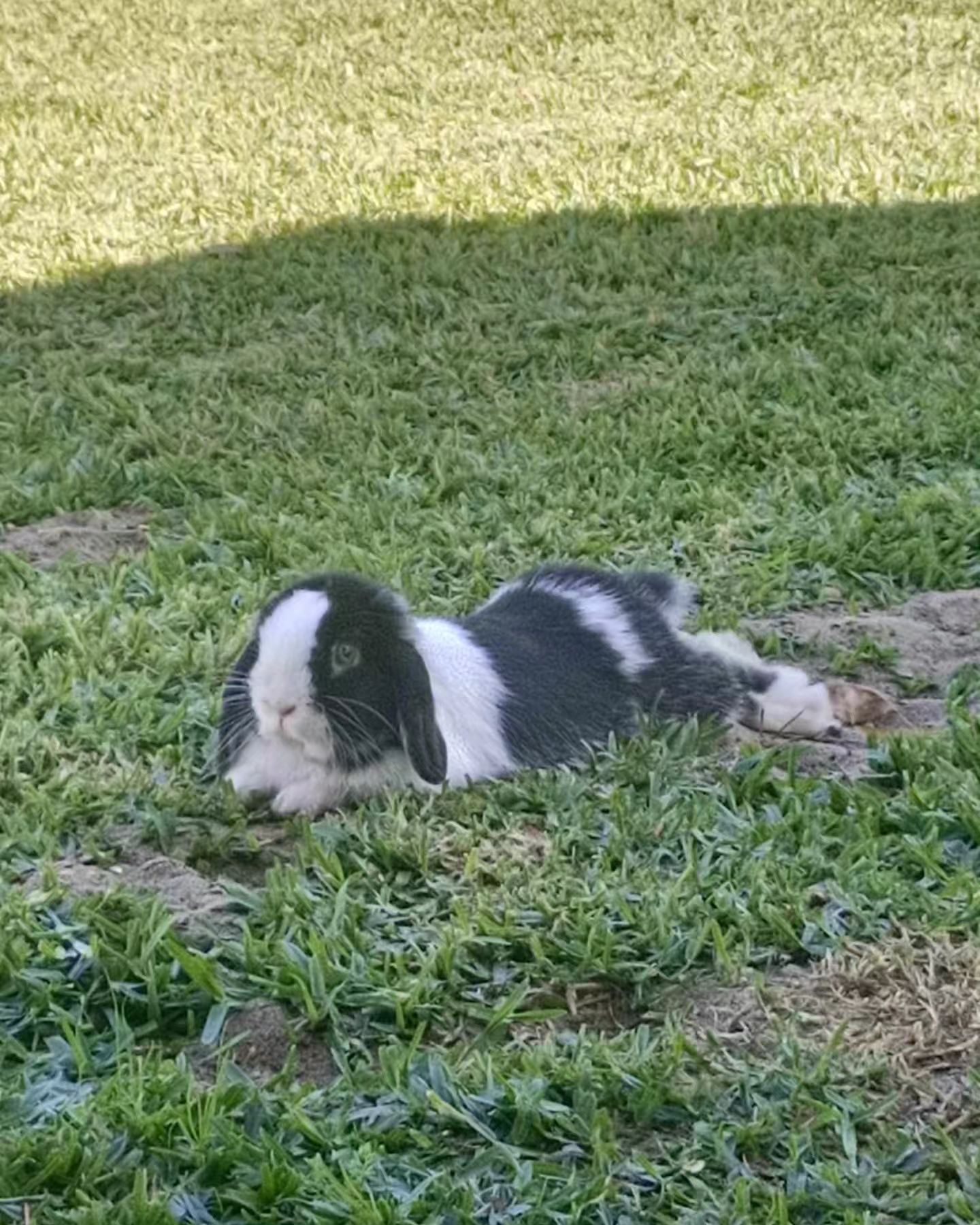 Shady Patches Rabbits | Perth WA