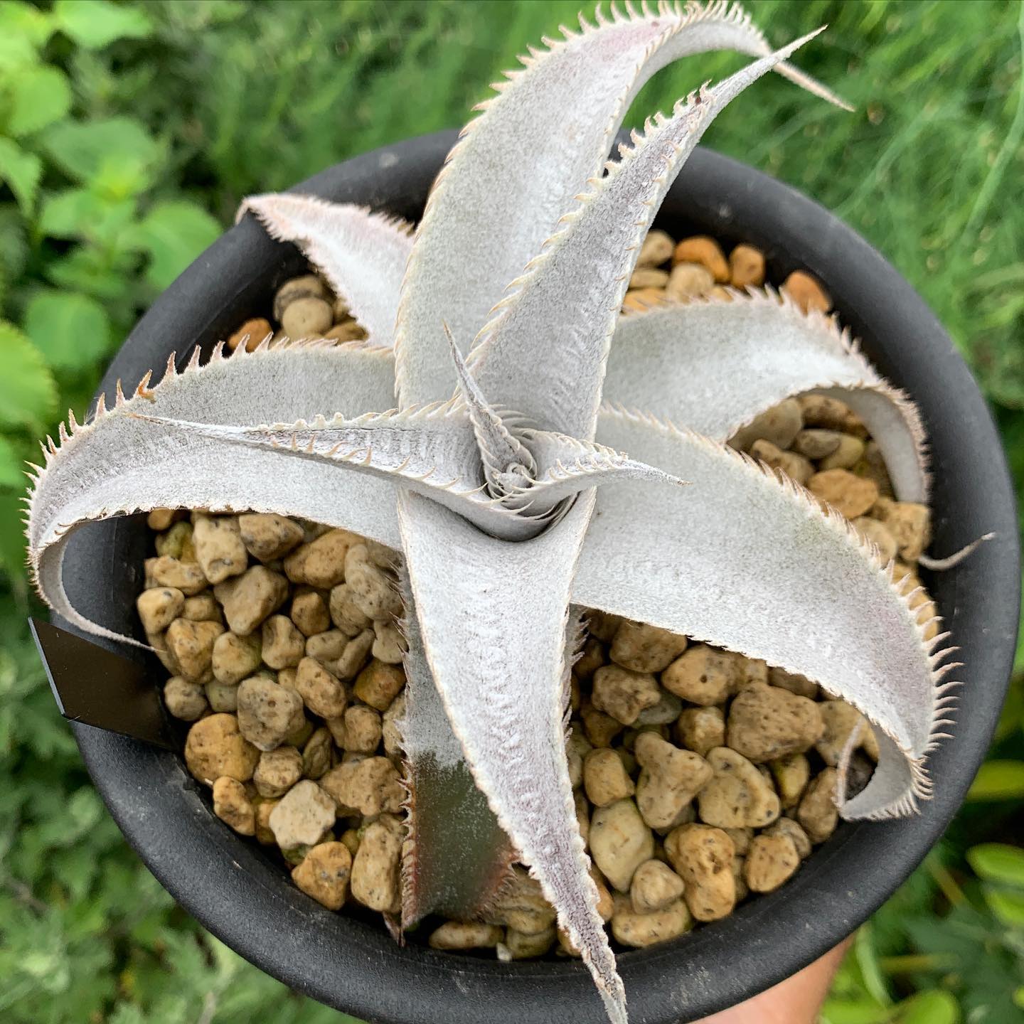 ⭐︎Tomo⭐︎極太ディクソニア茨城県に引取り来れる方 Dyckia'OMO' 表も裏もハンパない白さだぜ🧖🏼‍♂️ #dyckia #ディッキア