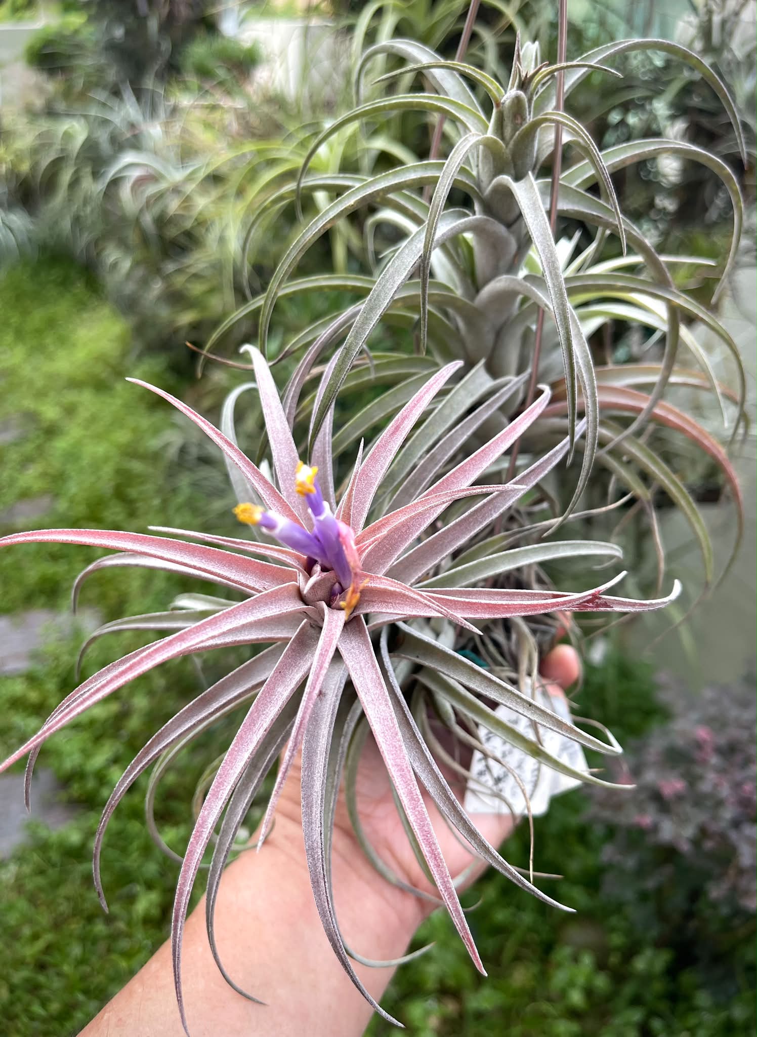T.sphaerocephala X T.xerographica高原花X霸王