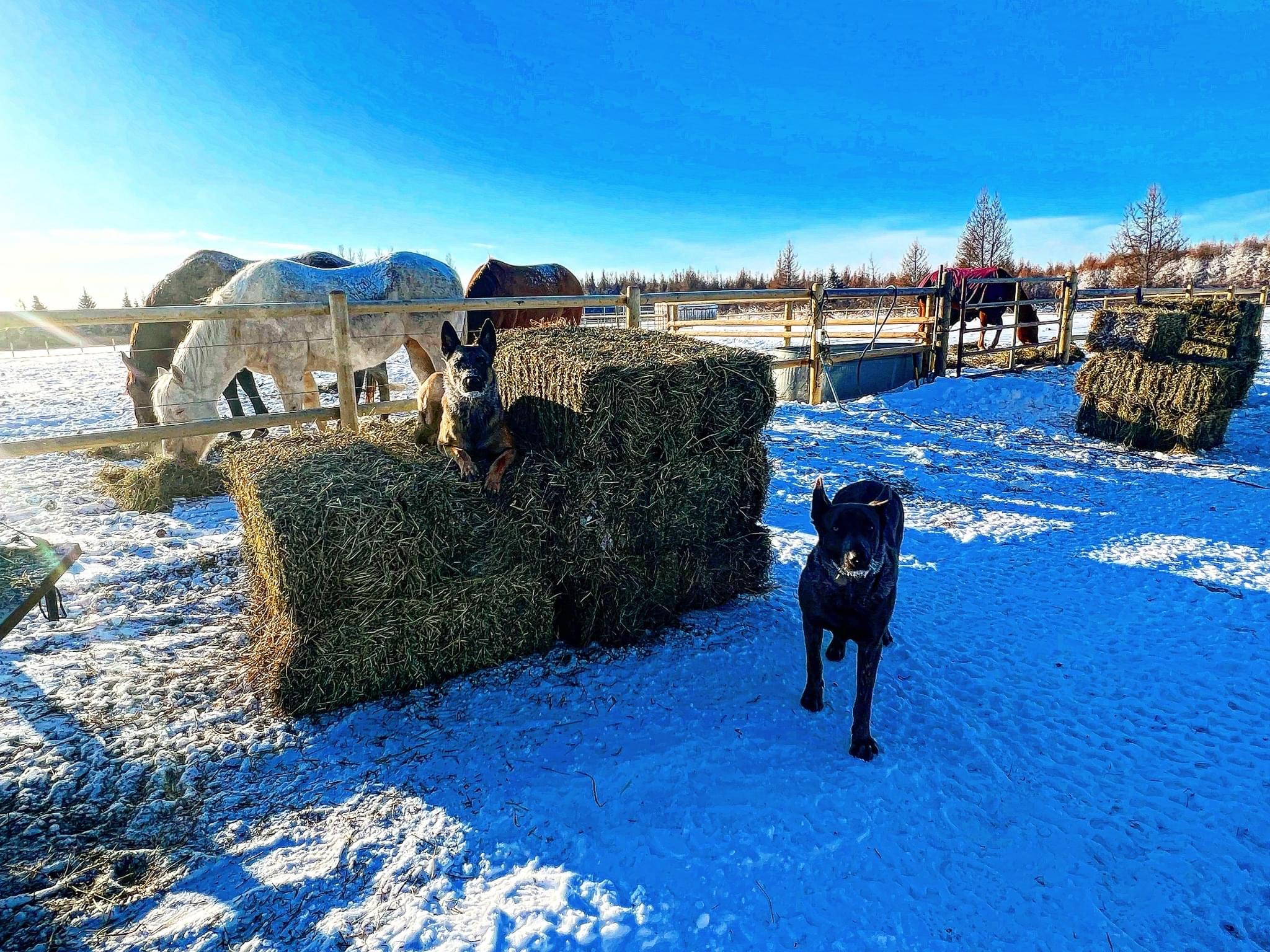Miller Ranch K-9 LTD