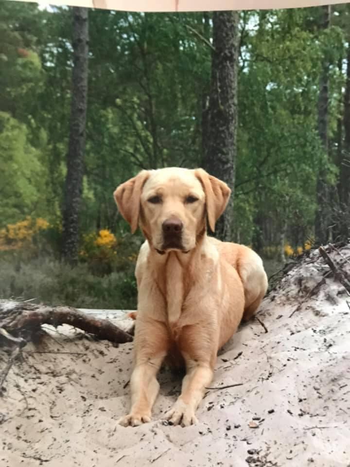 The winner for the... - Labrador Retriever Rescue Scotland