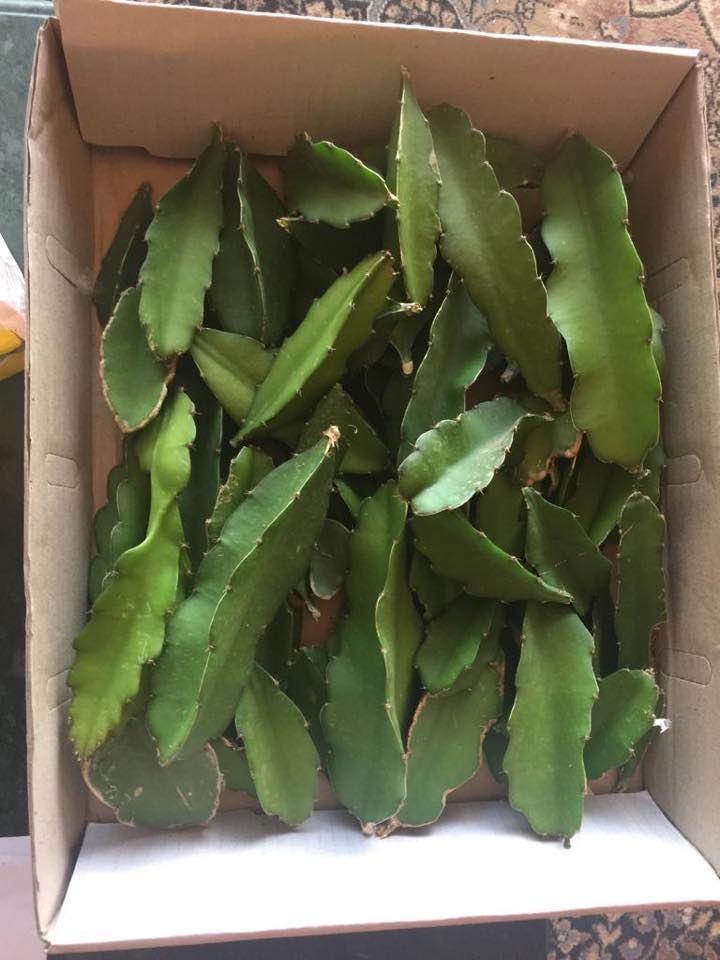 دراسة جدوى لمشروع الدراجون Dragon Fruit فاكهة التنين Facebook