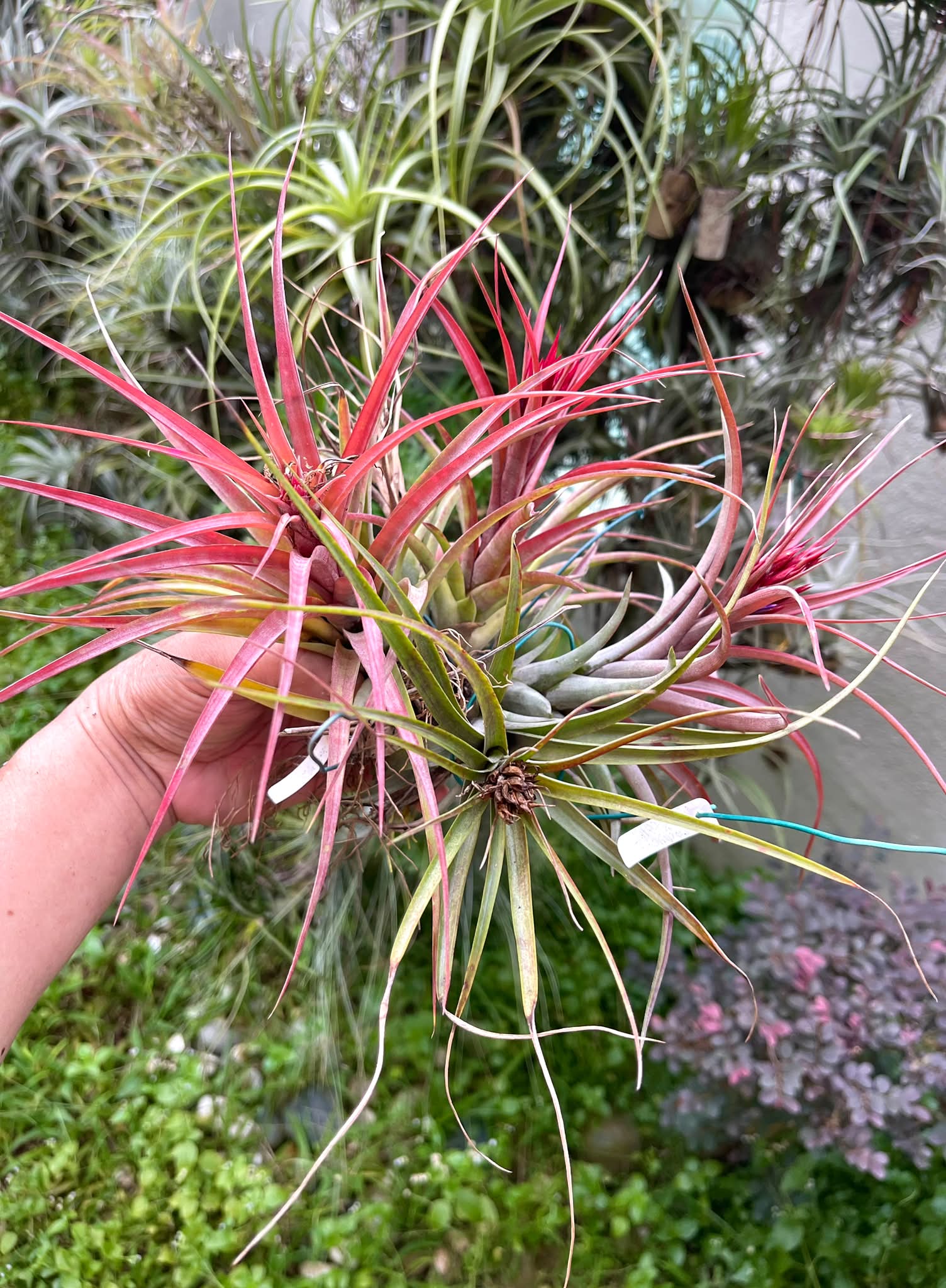 Tillandsia loliacea