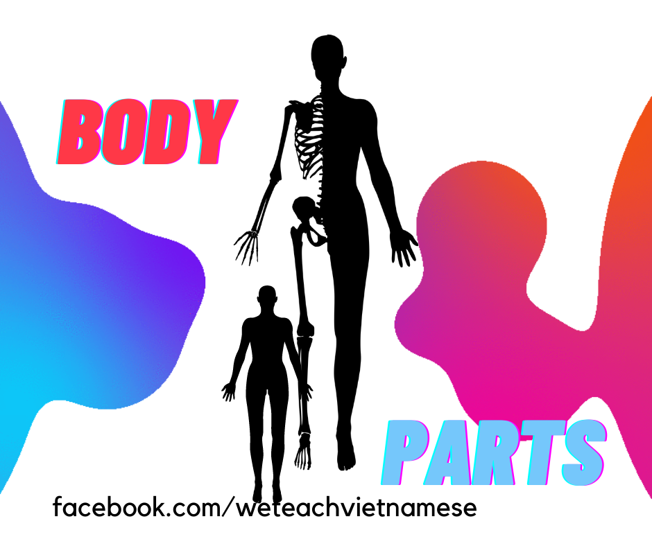 Human body parts (part2)... - We Teach Vietnamese - HCMC | Facebook