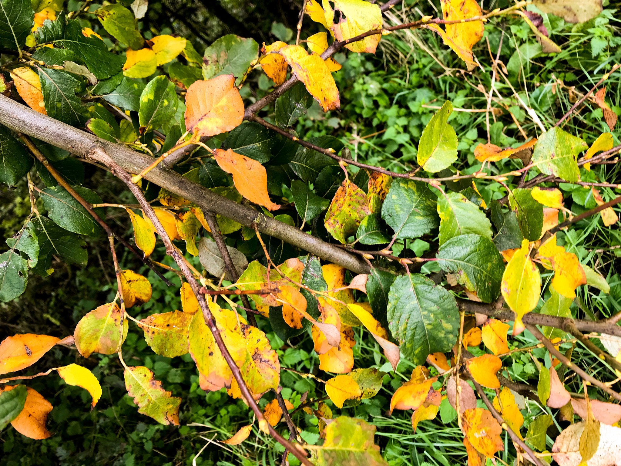 October is here, the month of... - RSPB Bempton Cliffs | Facebook