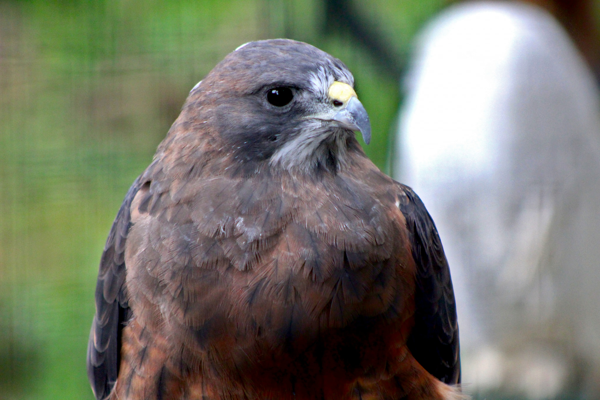 Karma, a Swainson's Hawk and... - Alaska Raptor Center