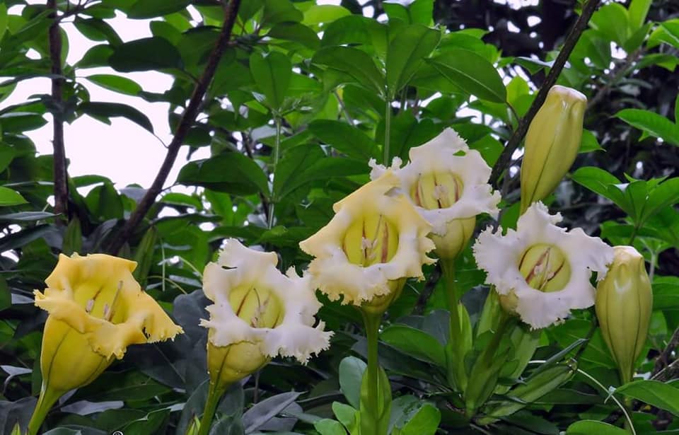 Danish Floral Pokok Solandra Bunga Trumpet Bunga Facebook