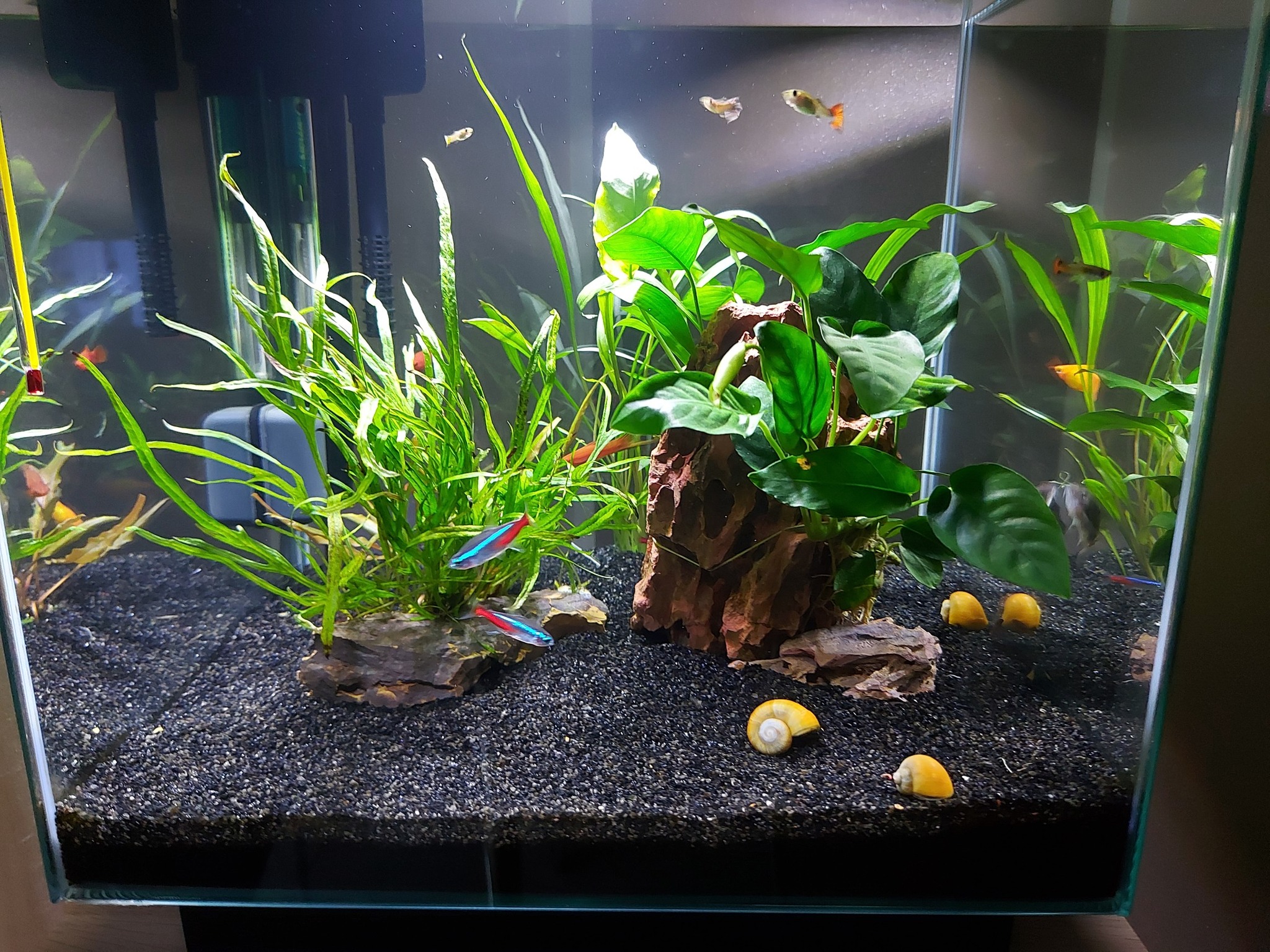 ACQUARIO CHE PASSIONE | Salve a tutti. | Facebook