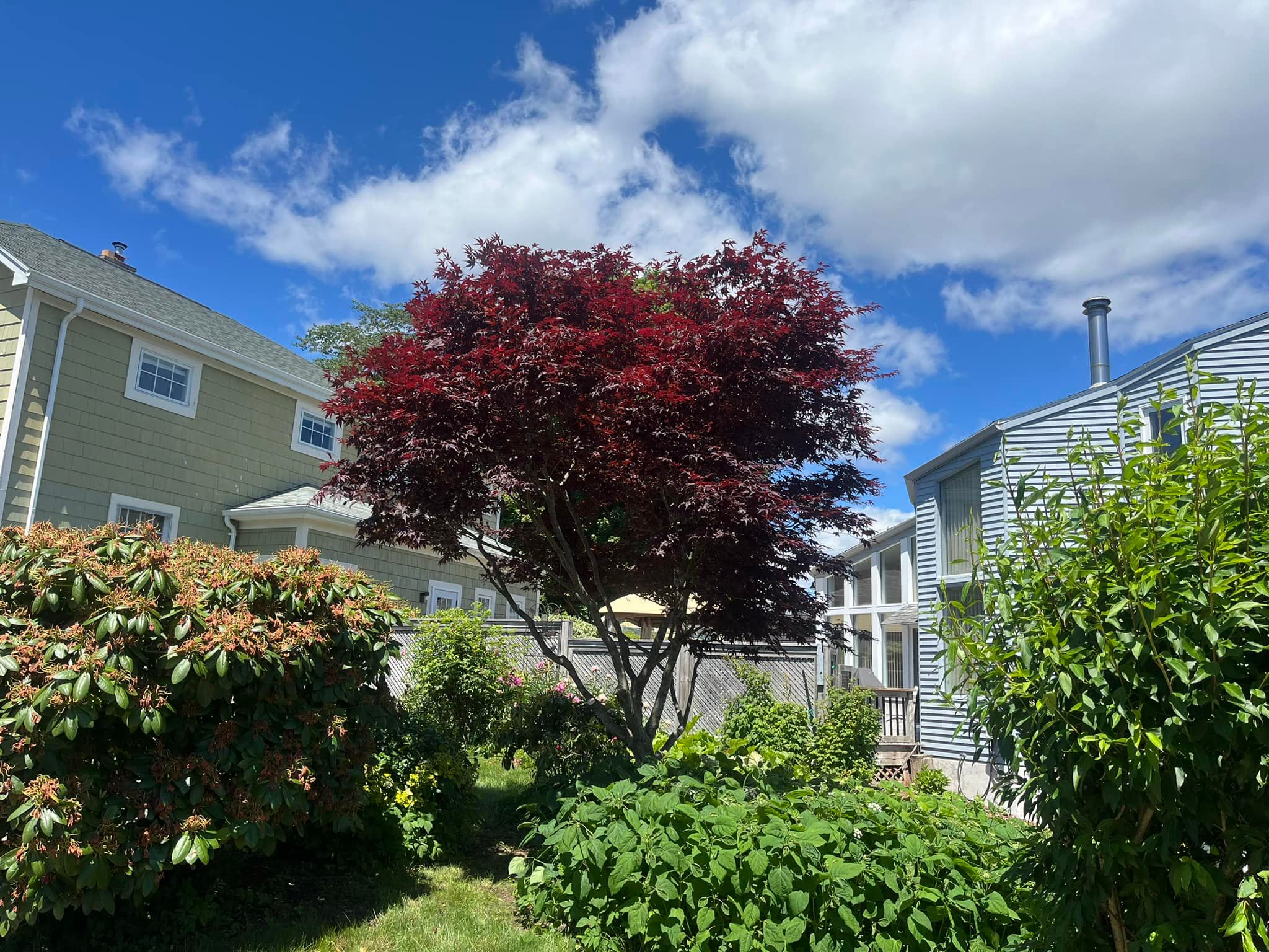 Joshua Tree Arboriculture | Halifax NS