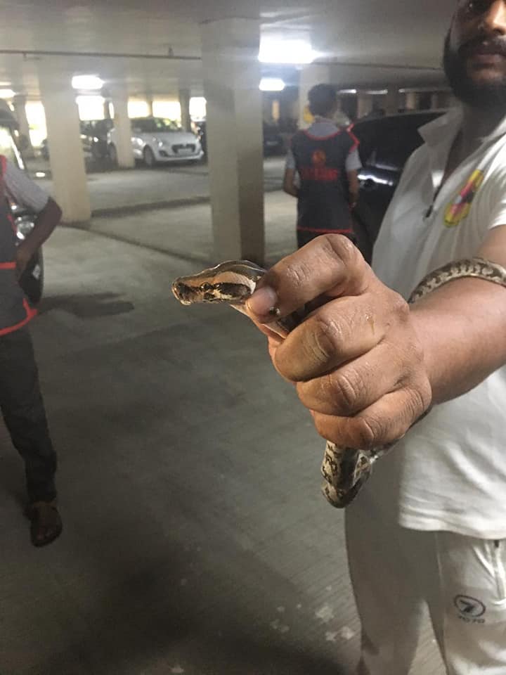 Newsband - A two feet long python was found in the car at...