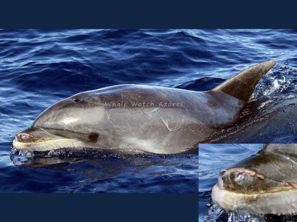 dolphin with fish hook Bluefish Chum Hooks 6" Wire Leader  Fisherman's Headquarters Dolphin dangers on rise in