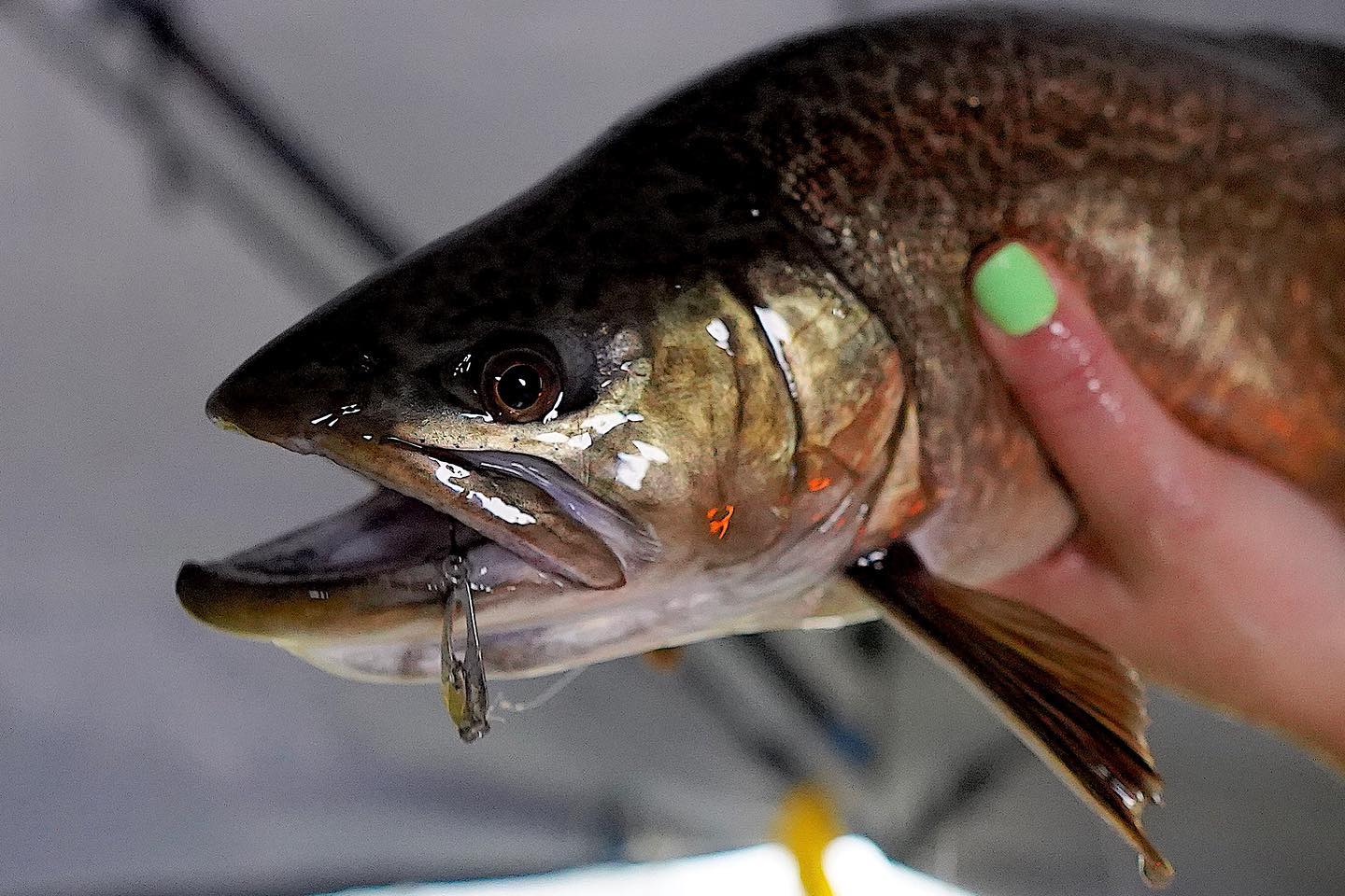 dinner bell spoon fishing lure Tungsten Bell™ lock snip snap Original Dinner Bell™ - Micro