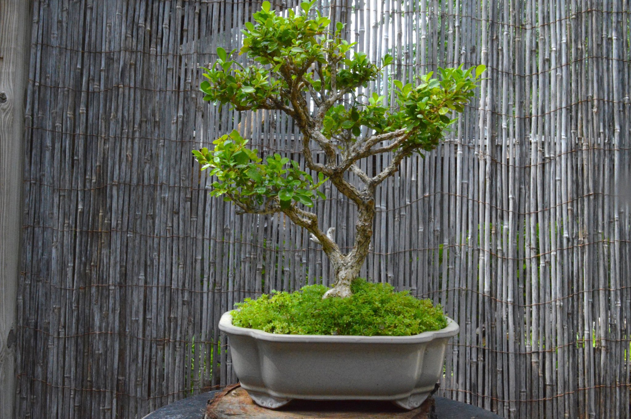 9+ Fort worth bonsai image ideas Plants