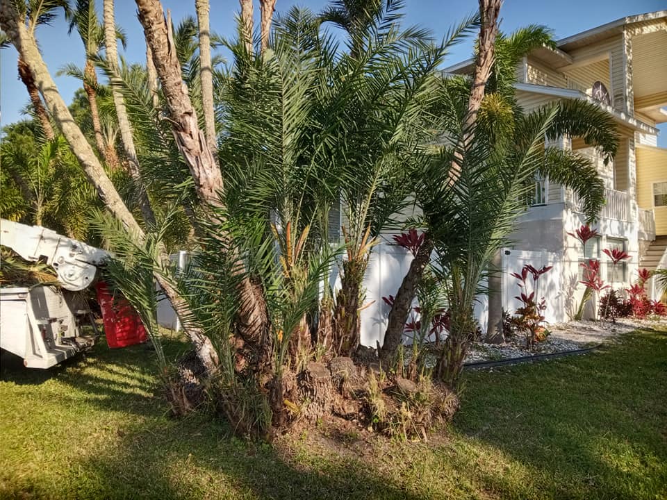 ASAP Florida Tree Service