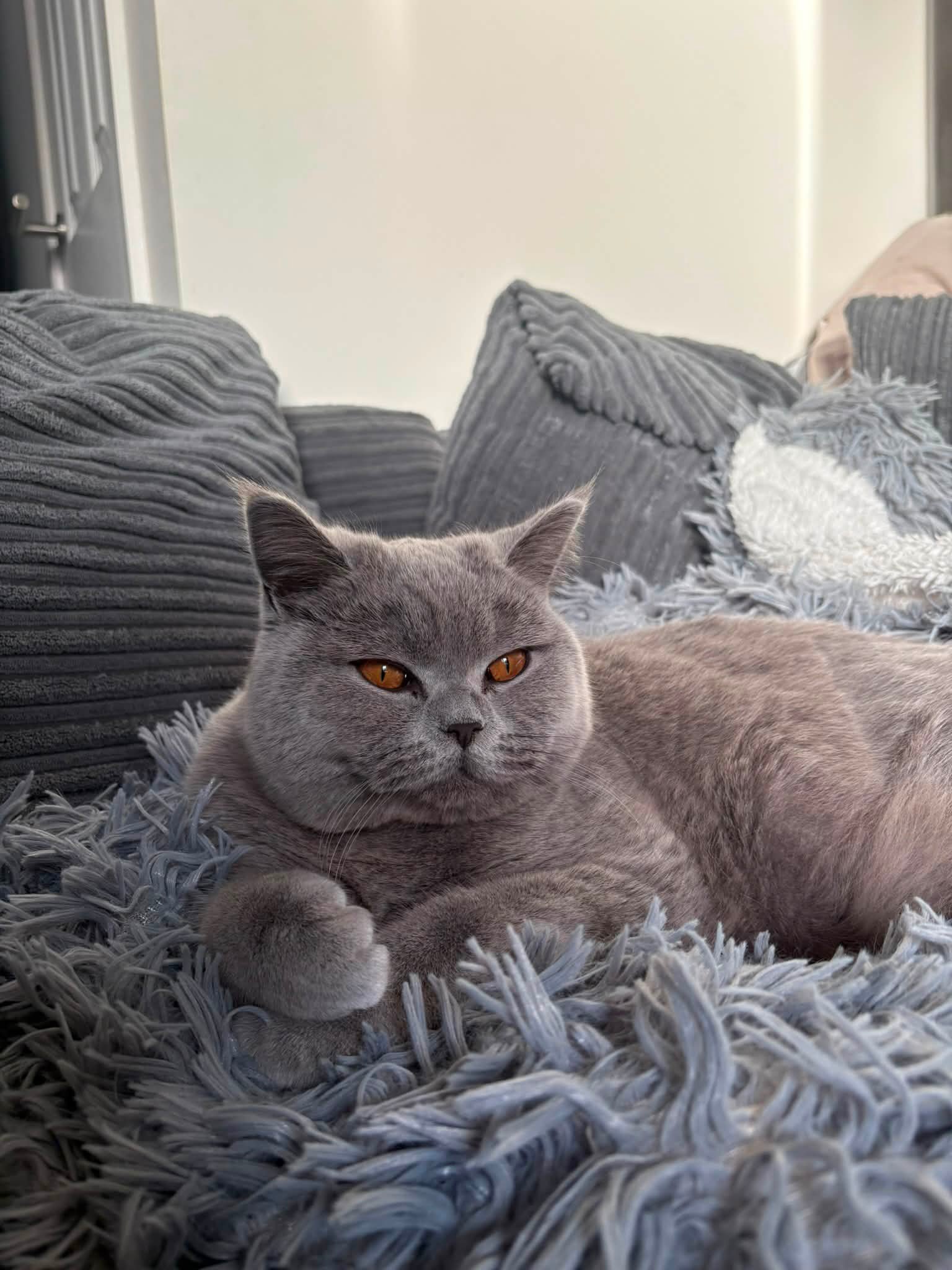 Has anyone seen missing indoor cat Skylar near Camden Street