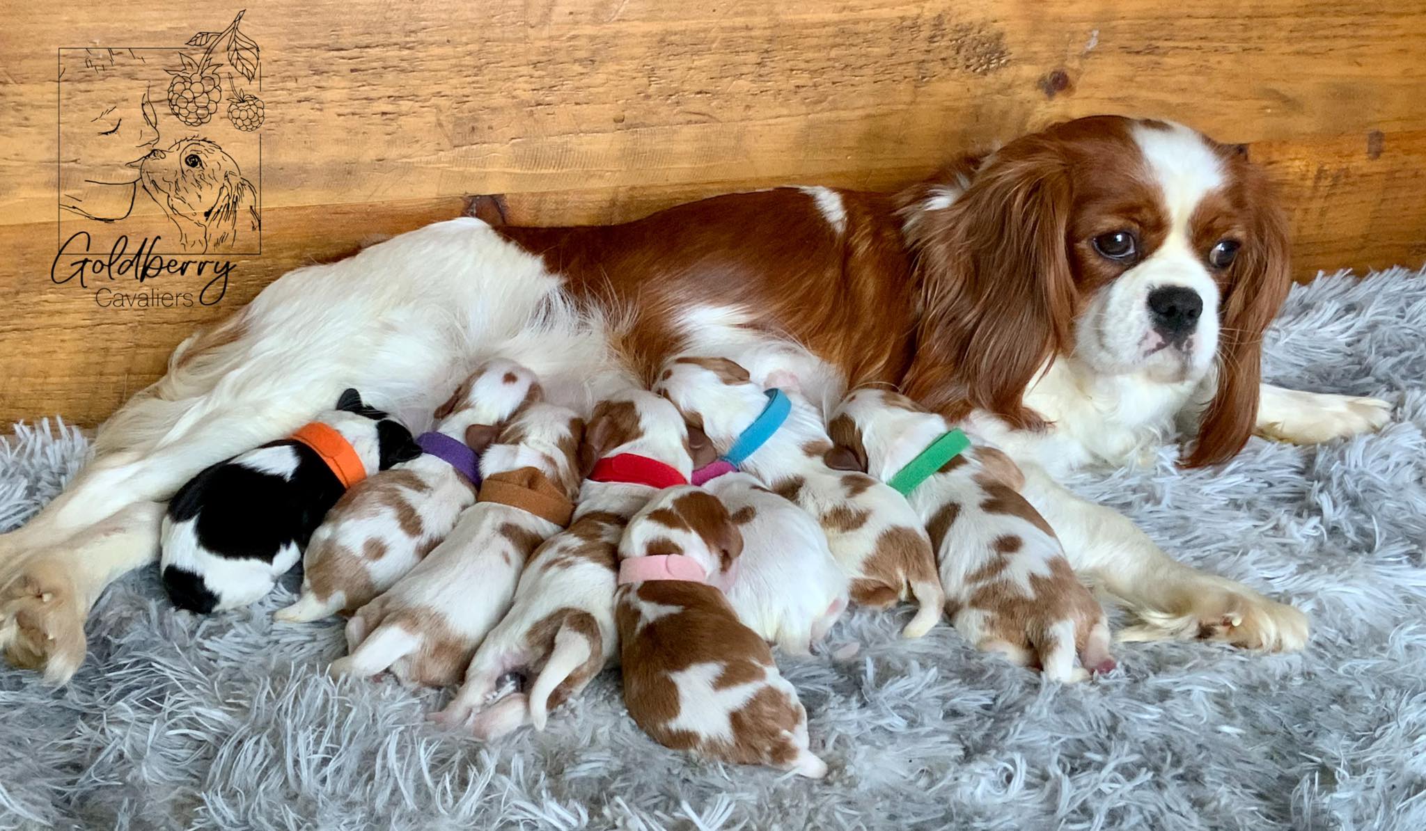 Norther... - Northern Lights AKC Cavalier King Charles Spaniel