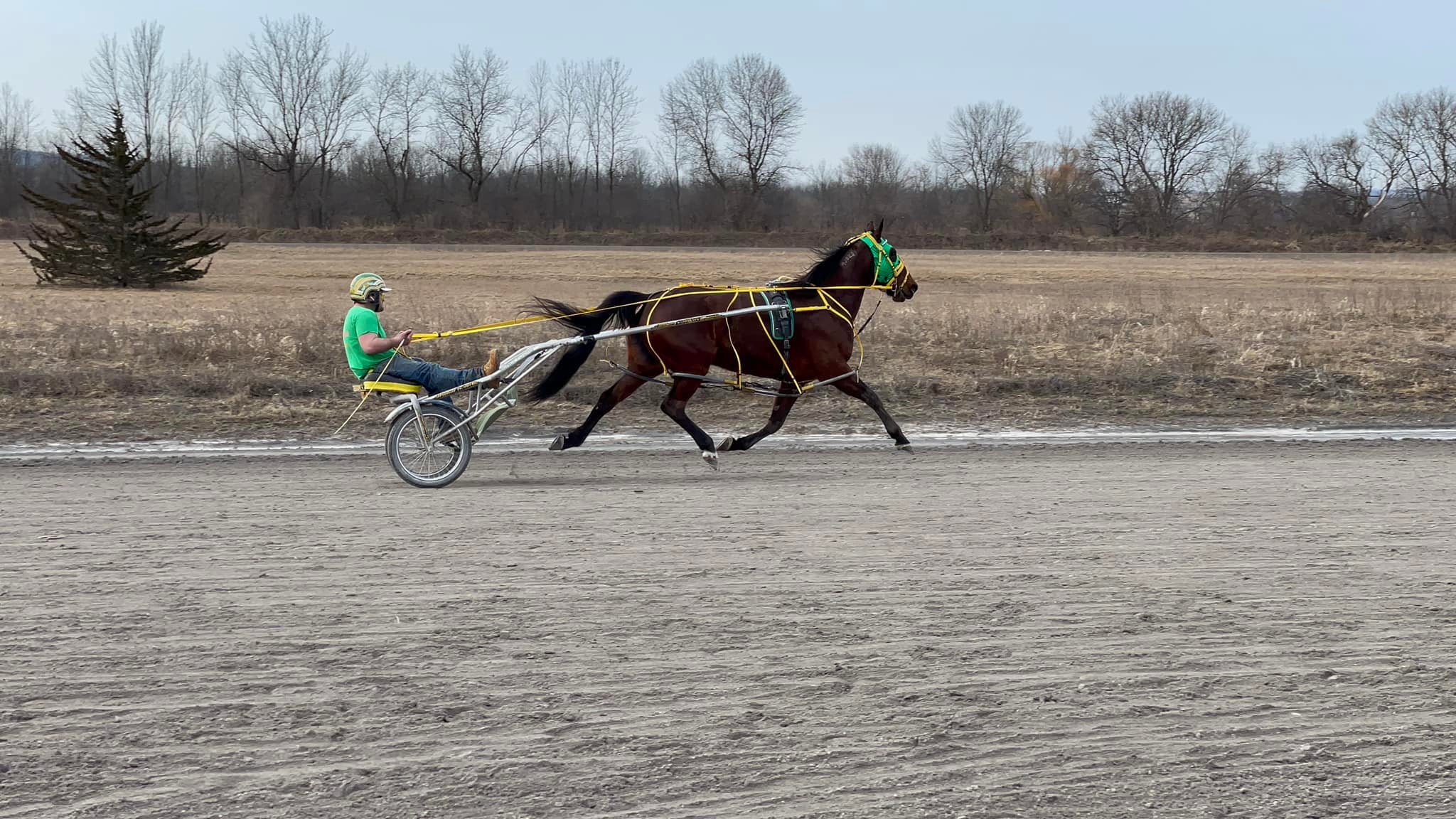 Trained a bunch of the pacers... - McNeil Racing Stable | Facebook
