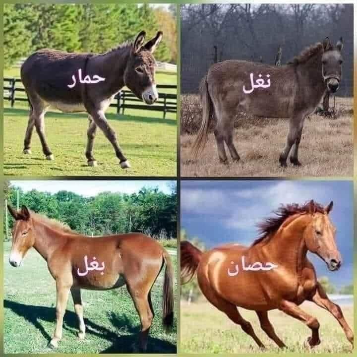 البغل هو نتاج تزاوج ذكر الحمار مع... - أجمل الحكم والعِبر | Facebook