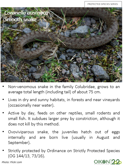 Oikon Ltd. - Institute of Applied Ecology - Smooth snake has a very ...