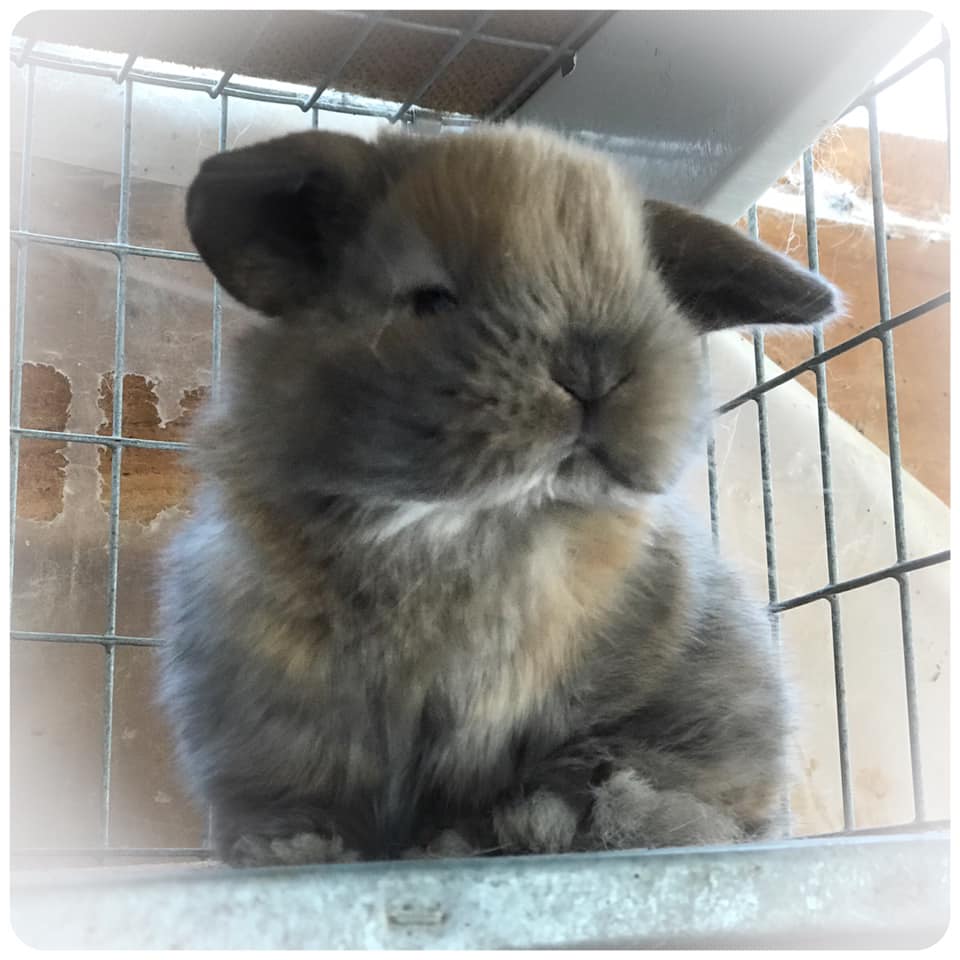 Jubilee Rabbitry