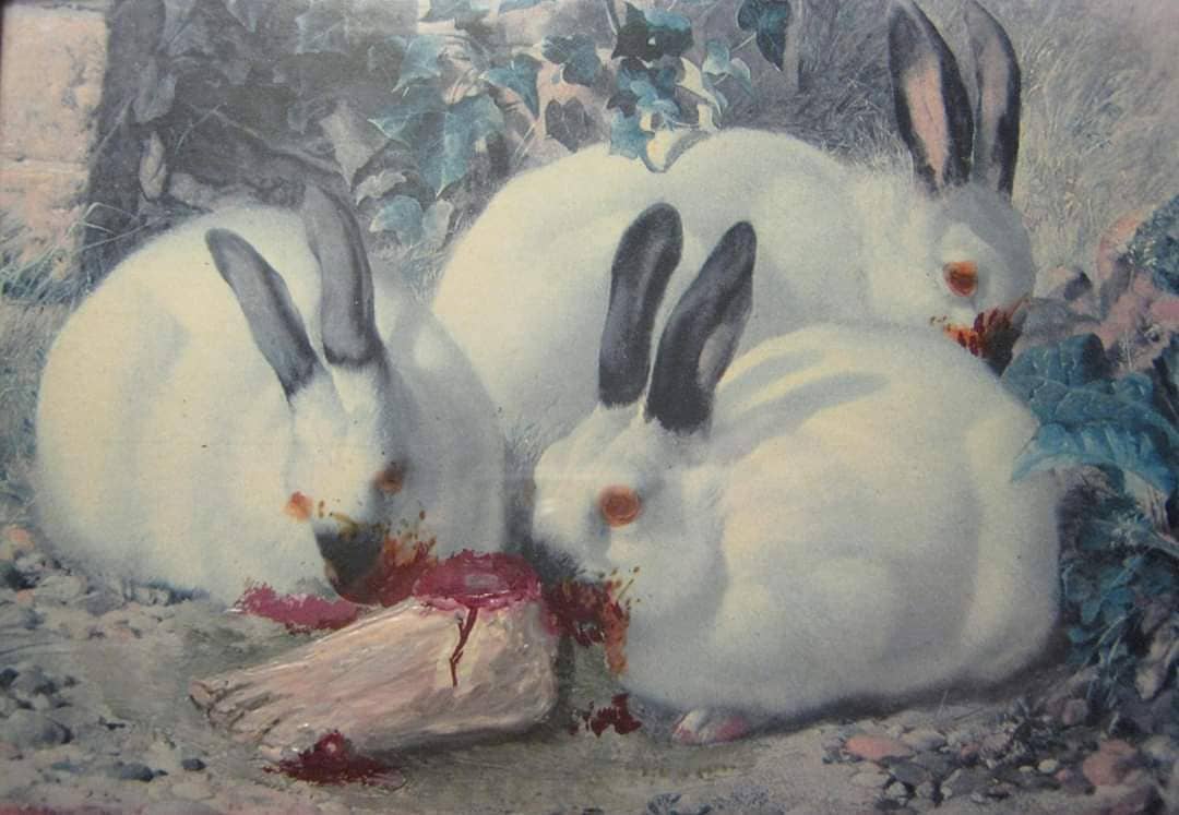 Missing Rabbit