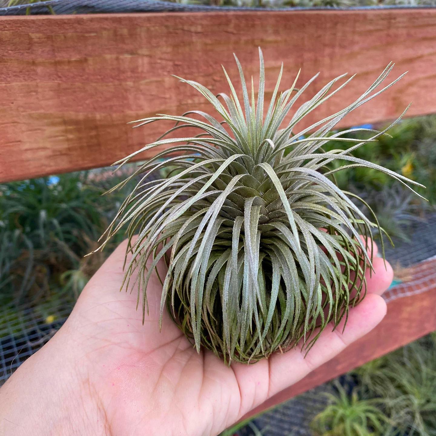 Tillandsia 'Deborah Ann' is a beautiful variegated air plant that