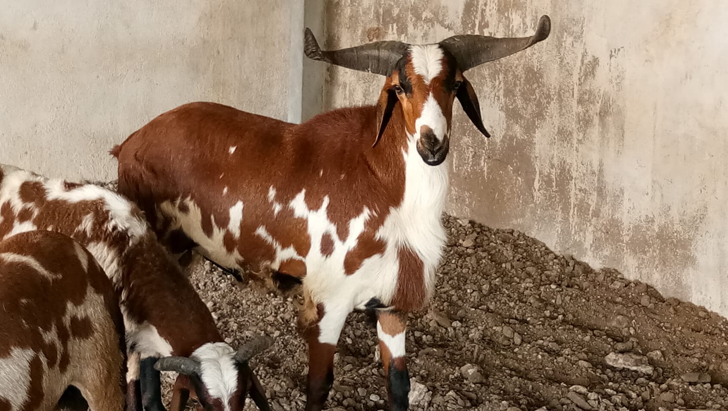 Sheep and Goat Farm and mutton | Tuticorin