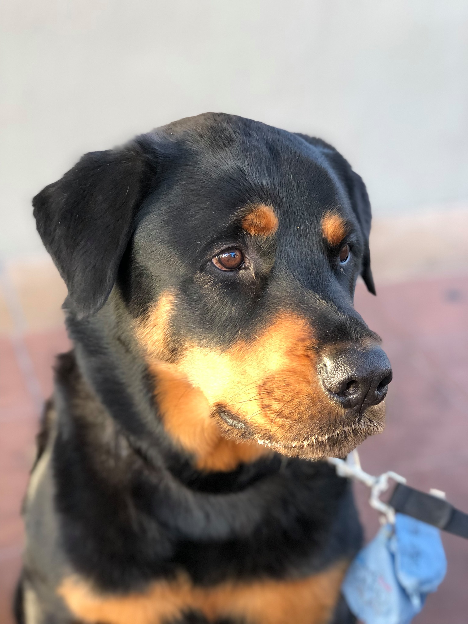 Rory the Rottweiler - Home | Facebook