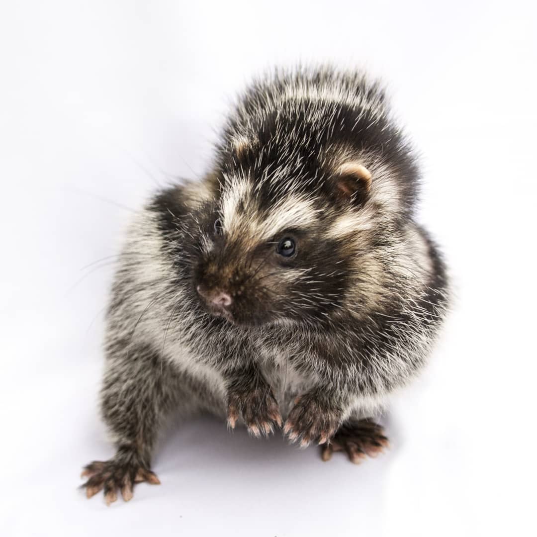 The African crested rat is... - The Peregrine Fund - Africa